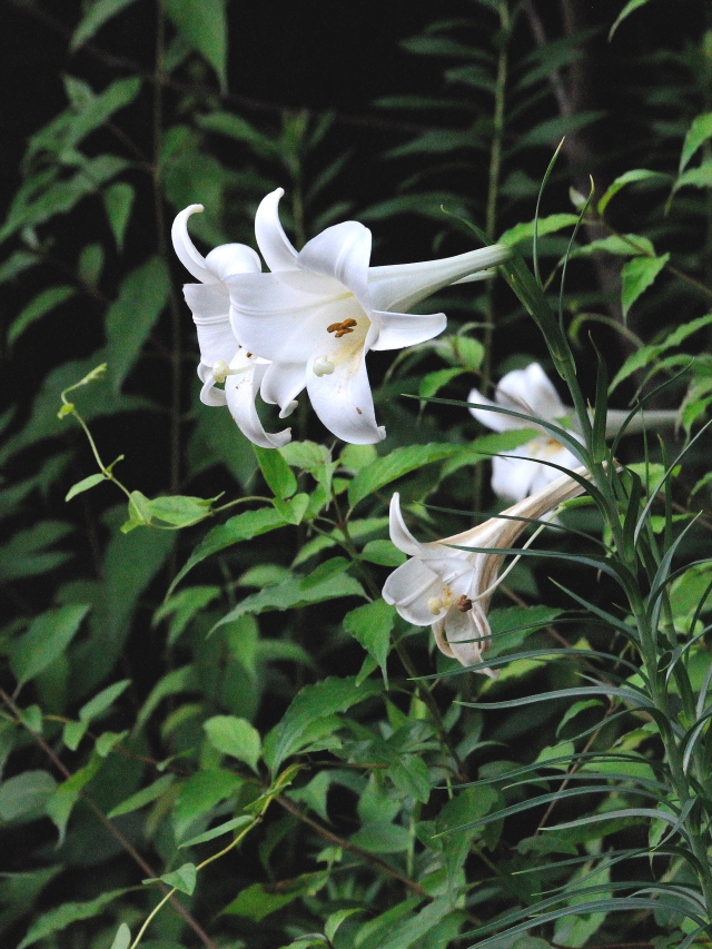 �@ �^�J�T�S�����@�J�ԁ@�j�R�@�����s�@2015/08/18�@Photo by Kohyuh