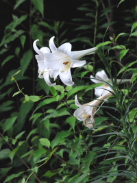 《タカサゴユリ》 写真はクリックで拡大する