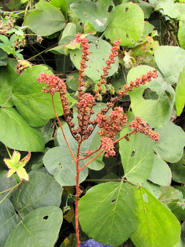 �g�t�̃^�R�m�A�V�i�R��-1�j�@�w����@�����s�@2016/11/17�@Photo by Kohyuh