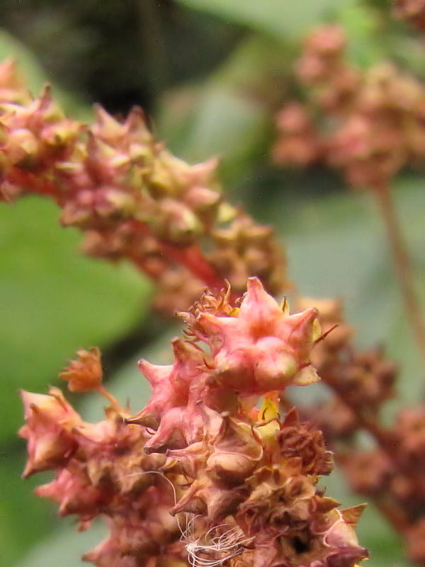 �g�t�̃^�R�m�A�V�i�R��-2�j�@�w����@�����s�@2016/11/17�@Photo by Kohyuh