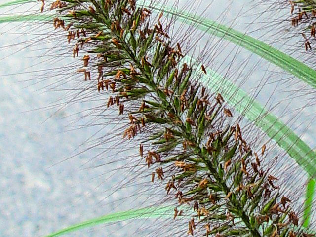 A チカラシバ 立ち姿 京都府井手町 万灯呂山 Photo by Kohyuh 2007/09/23 A チカラシバ 立ち姿 京都府井手町 万灯呂山 Photo by Kohyuh 2007/09/23