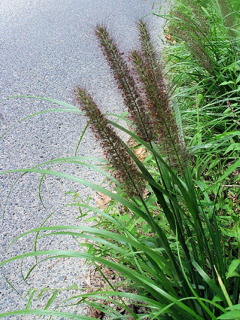 @ チカラシバ 立ち姿 京都府井手町 万灯呂山 Photo by Kohyuh 2007/09/23 @ チカラシバ 立ち姿 京都府井手町 万灯呂山 Photo by Kohyuh 2007/09/23