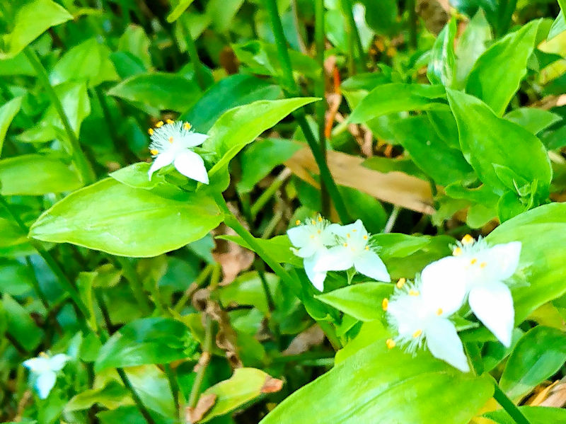 �g�L���c���N�T�@�Ԏp�i�R��-3�j�@�Ђ��܂胋�[�g�@�j�R�@�����s�@2020/05/13�@Photo by Kohyuh