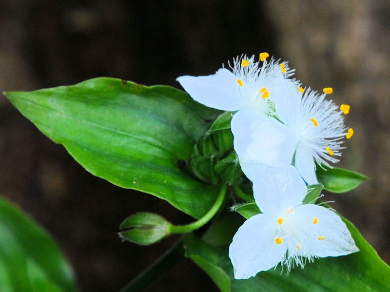 �g�L���c���N�T�@�Ԏp�i�R��-1�j�@�Ђ��܂胋�[�g�@�j�R�@�����s�@2020/05/13�@Photo by Kohyuh