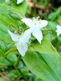 《トキワツユクサ》　写真はクリックで拡大する