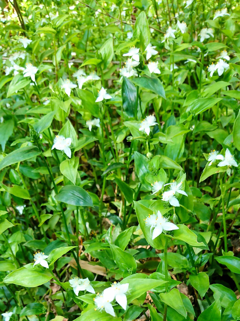 �g�L���c���N�T�@�����p�@�Ђ��܂胋�[�g�@�j�R�@�����s�@2020/05/13�@Photo by Kohyuh