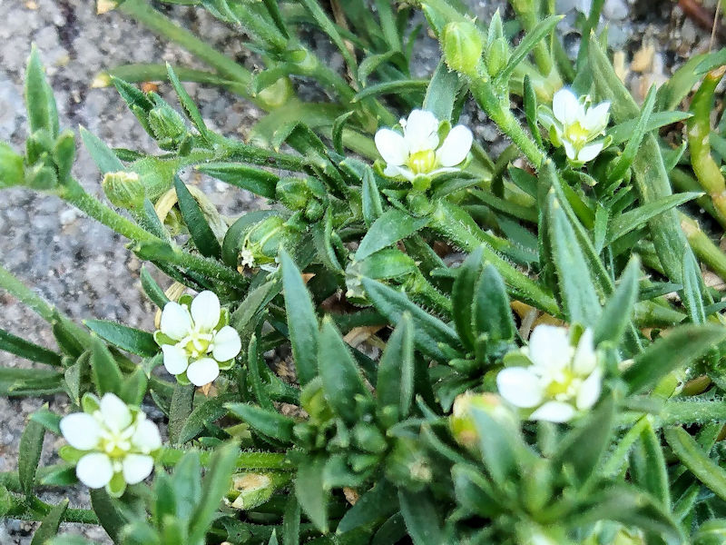 �c���N�T�@�i�Q��-2�j�@��J��@�����s�@2020/04/30�@Photo by Kohyuh