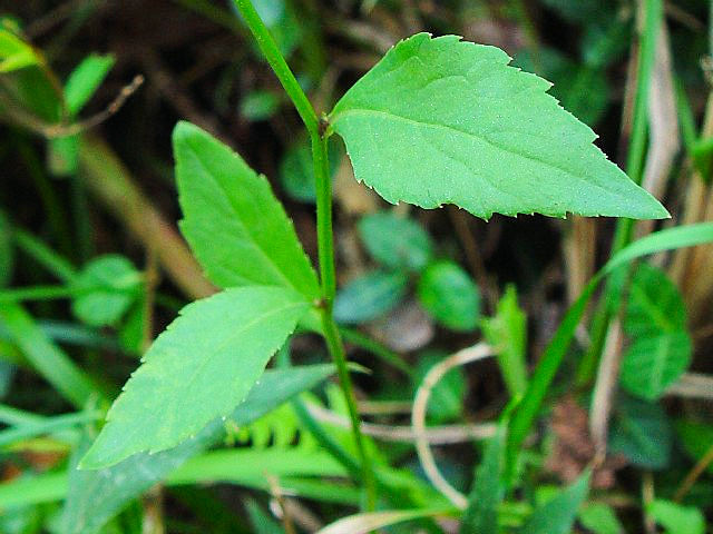 B ツリガネニンジン 葉姿 京都府井手町 万灯呂山 2007/10/16 Photo by Kohyuh B ツリガネニンジン 葉姿 京都府井手町 万灯呂山 2007/10/16 Photo by Kohyuh