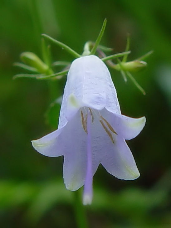 A ツリガネニンジン 花姿 京都府井手町 万灯呂山 2007/10/16 Photo by Kohyuh A ツリガネニンジン 花姿 京都府井手町 万灯呂山 2007/10/16 Photo by Kohyuh