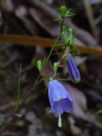 �s�c���K�l�j���W���t�@�N���b�N�Ŋg�傷��