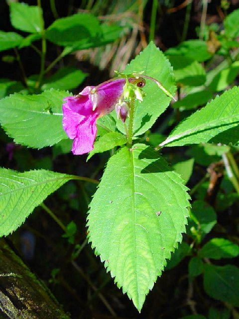 @ ツリフネソウ (立ち姿) 京都市 鹿ヶ谷 2004/10/11 Photo by Kohyuh @ ツリフネソウ (立ち姿) 京都市 鹿ヶ谷 2004/10/11 Photo by Kohyuh