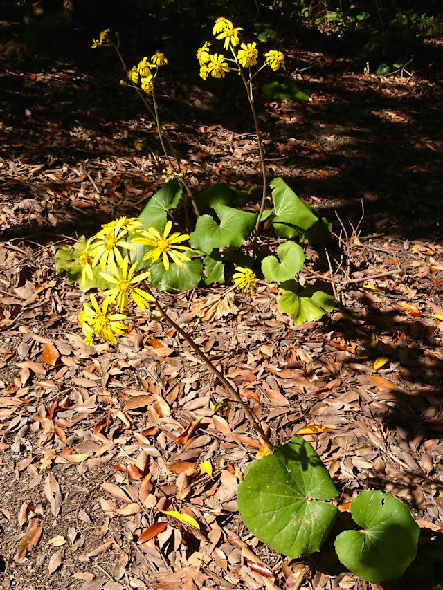 ツワブキ 花姿 万博記念公園 大阪市 Photo by Kohyuh 2018/11/15 ツワブキ 花姿 万博記念公園 大阪市 Photo by Kohyuh 2018/11/15