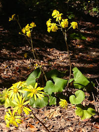 《ツワブキ》 写真はクリックで拡大する 《ツワブキ》 写真はクリックで拡大する