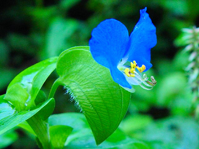 �B �c���N�T�@�ԁ@�@�ؒÐ�s�@��ڗ����ߍx�@2004/09/19�@Photo by Kohyuh