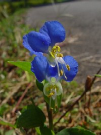 《ツユクサ花姿》　写真はクリックで拡大する
