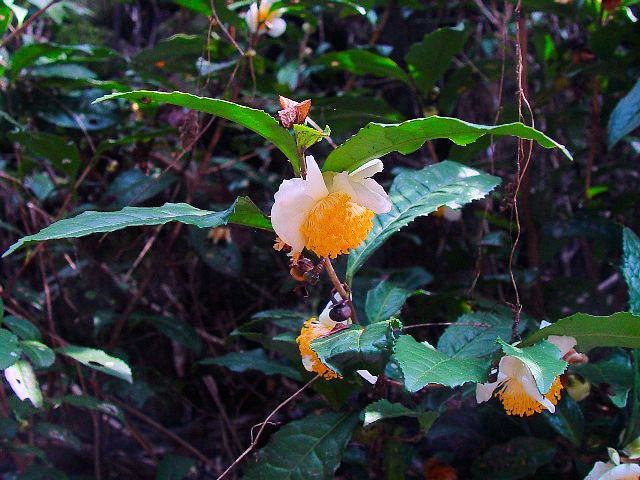 �A �`���m�L�@�i�t�p�j�@���s�{��蒬�@�����C�R�@2007/10/16�@Photo by Kohyuh