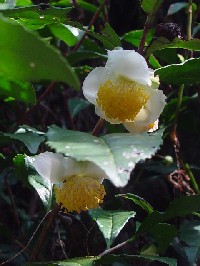 《チャノキ》　クリックで拡大する