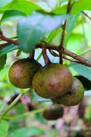 �B �`���m�L�@�i���p�j�@�����s�@�j�R�@2007/10/29�@Photo by Kohyuh