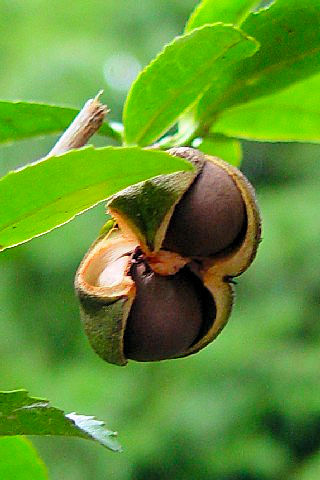 �C�`���m�L�@�i���p�j�@�����s�@�j�R�@2007/10/29�@Photo by Kohyuh