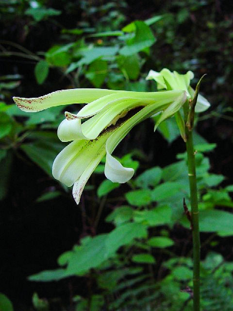 �@ �E�o�����@�J�ԁ@�����s�@�j�R�@2004/06/21�@Photo by Kohyuh