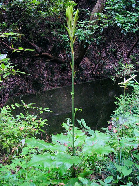 �B �E�o�����@�J�ԑO�@�����s�@�j�R�@2004/07/18�@Photo by Kohyuh