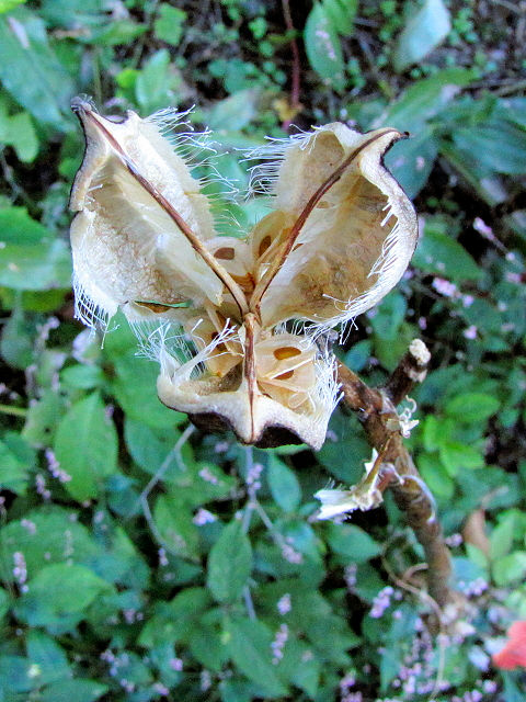 �F �E�o�����@�ʎ��Ǝ�q�@�����s�@�j�R�@2013/11/14�@Photo by Kohyuh