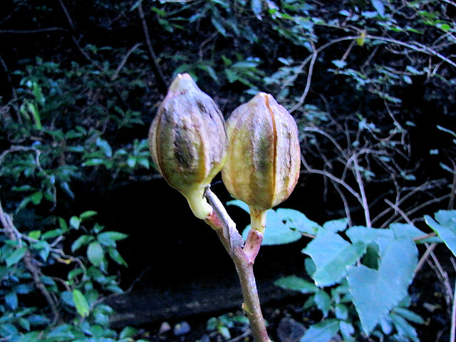 �C �E�o�����@�ʎ��@�����s�@�j�R�@2013/11/11�@Photo by Kohyuh