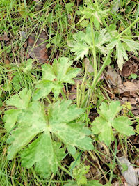 《ウマノアシガ葉花姿》　写真はクリックで拡大する