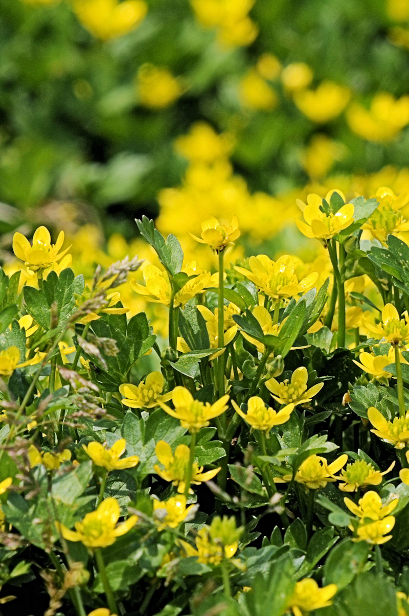 ウマノアシガタ　花姿　八幡市　背割堤　2007/10/03　Photo by Kohyuh