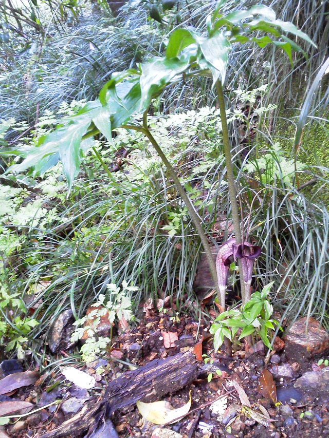 �E���V�}�\�E �i�Q��-1�j�@�j�R�@�����s  2015/04/16�@Photo by Kohyuh