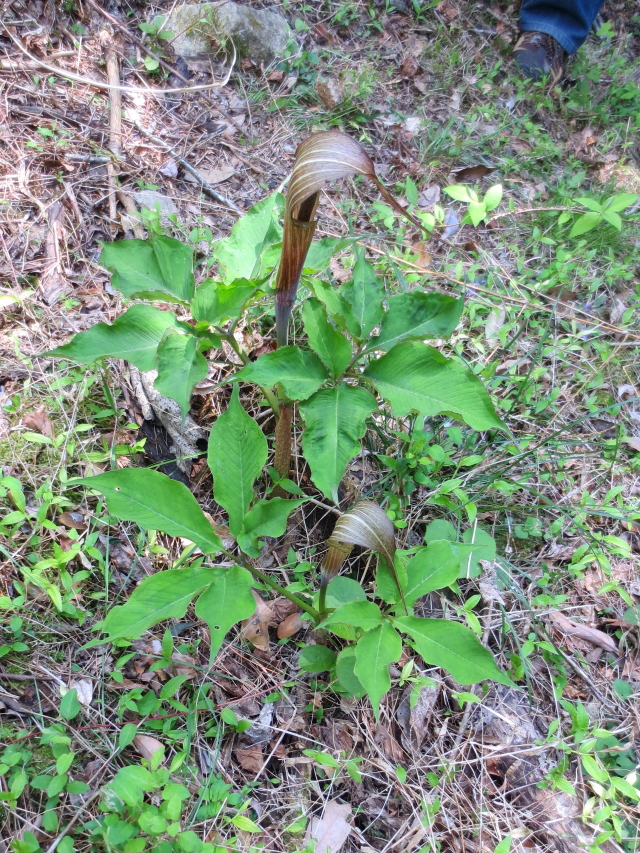 �E���V�}�\�E �i�Q��-1�j�@���c���@��ˎs�@���Ɍ��@2016/04/20�@Photo by Kohyuh