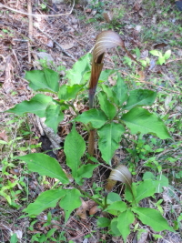 �s�E���V�}�\�E�t�@�ʐ^�̓N���b�N�Ŋg�傷��