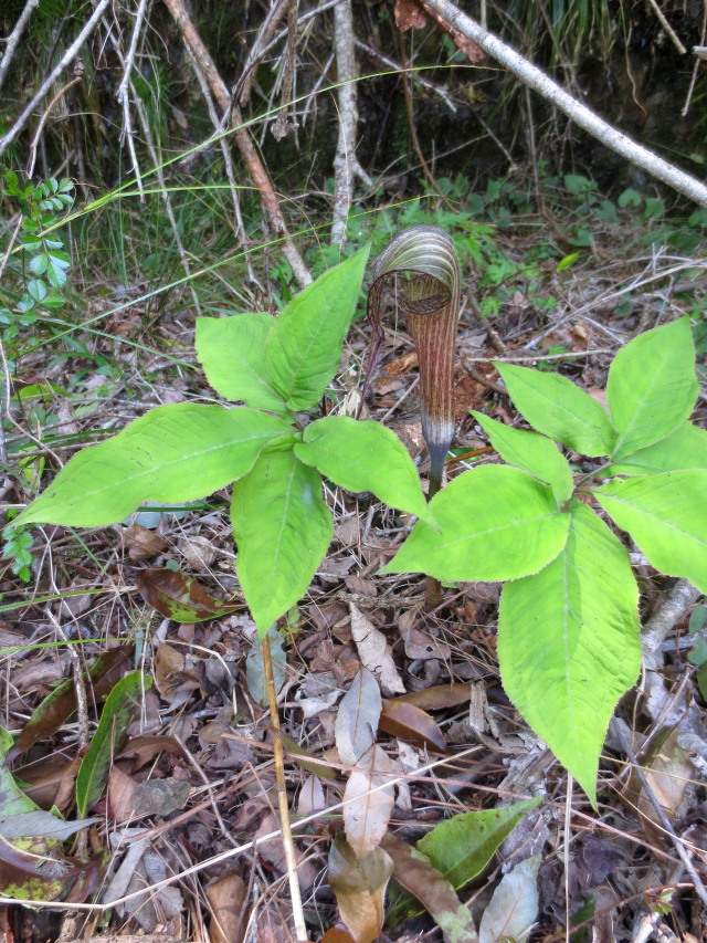 �E���V�}�\�E �i�Q��-2�j�@���c���@��ˎs�@���Ɍ��@2016/04/20�@Photo by Kohyuh