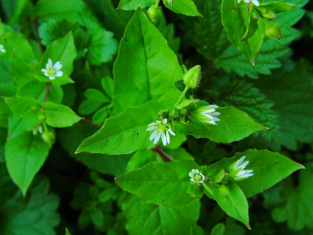 �@ �E�V�n�R�x�@�����p�@�����s�@�w����@2007/11/17�@Photo by Kohyuh