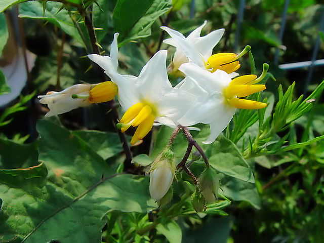 ④ ワルナスビ　　八幡市　大谷川　2004/07/01　Photo by Kohyuh