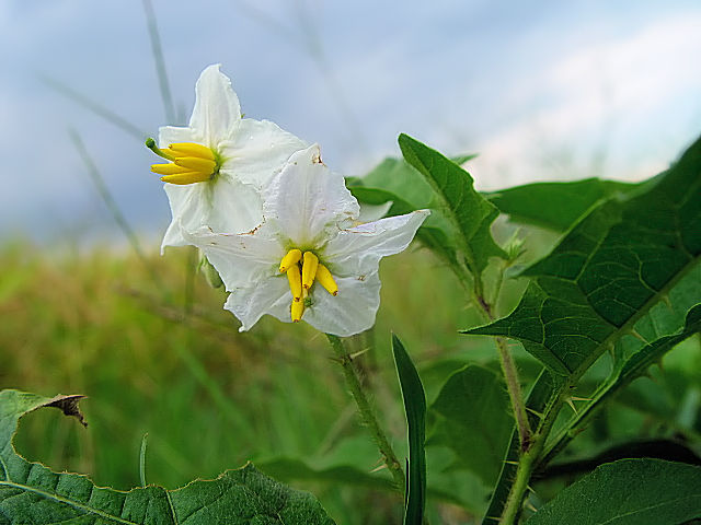 ① ワルナスビ　　八幡市　大谷川　2004/07/01　Photo by Kohyuh