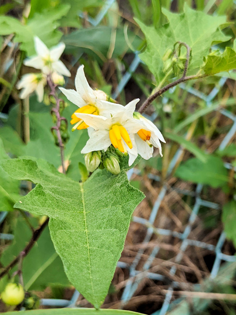 ワルナスビ　天野川　交野市　2022/07/11　Photo by Kohyuh