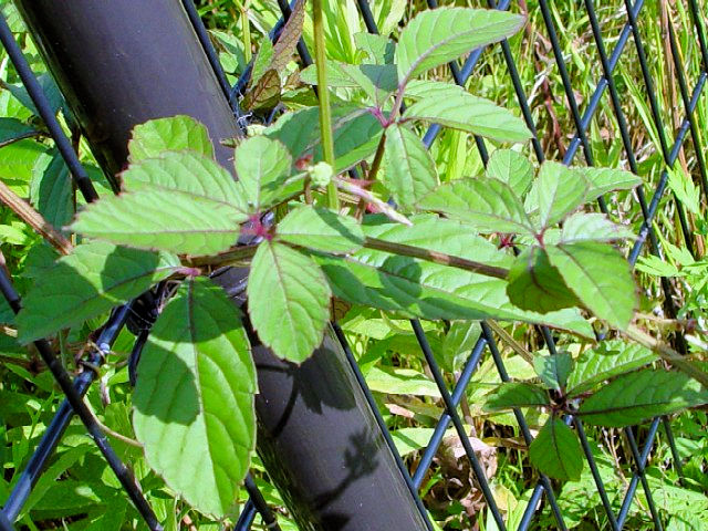 A ヤブカラシ 葉 八幡市 大谷川 2004/06/01 Photo by Kohyuh