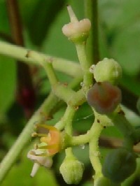 �s���u�J���V�t�@�N���b�N�Ŋg�傷��