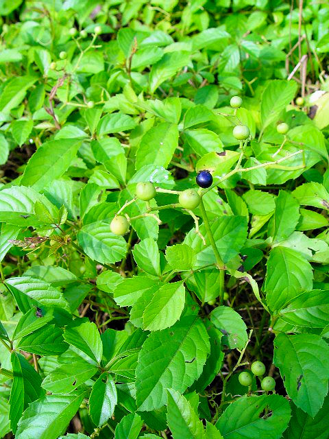 B ヤブカラシ 立ち姿 八幡市 かわきた運動公園 2007/08/26 Photo by Kohyuh