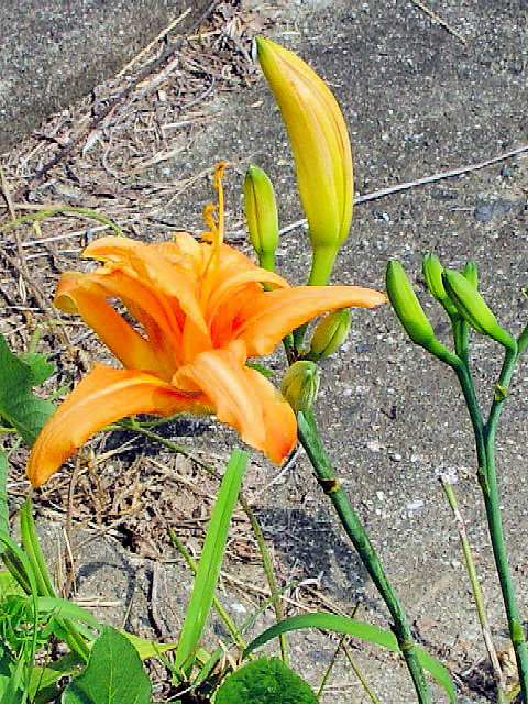 @ ヤブカンゾウ (花姿) 八幡市 木津川右岸 2004/07/04 Photo by Kohyuh