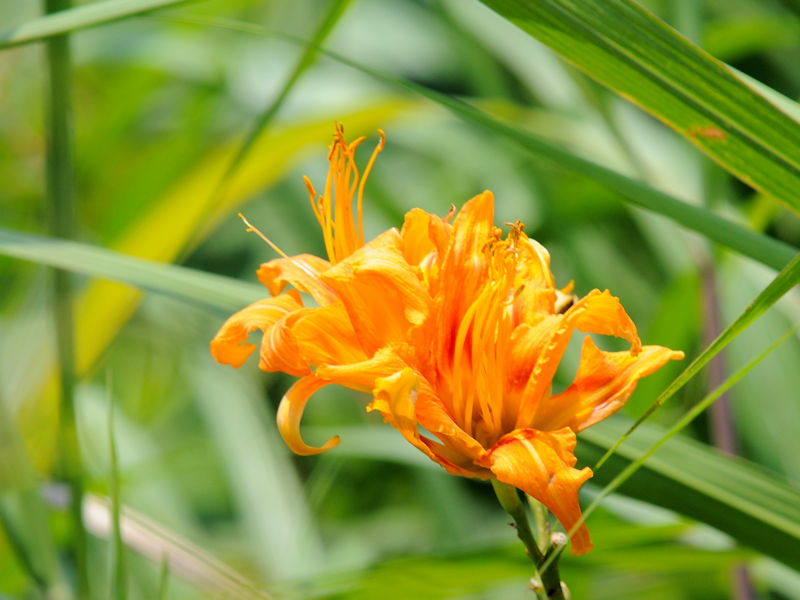 ヤブカンゾウ (花姿) 大谷川 八幡市 2022/07/26 Photo by Kohyuh ヤブカンゾウ (花姿) 大谷川 八幡市 2022/07/26 Photo by Kohyuh