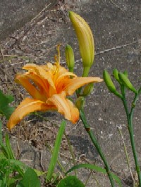 �s���u�J���]�E�t�@�N���b�N�Ŋg�傷��