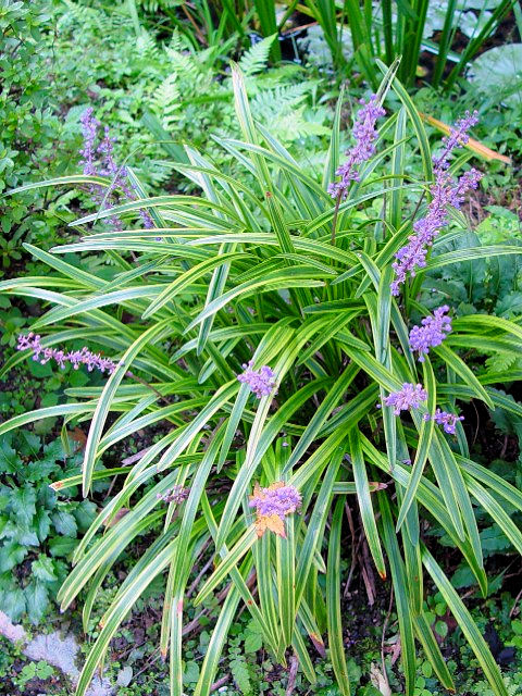 @ ヤブラン (立ち姿) 木津川市 岩船寺境内 2004/09/09 Photo by Kohyuh