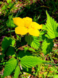 《ヤマブキ》　写真はクリックで拡大する