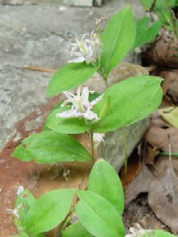 《ヤマジノホトトギス》 写真はクリックで拡大する