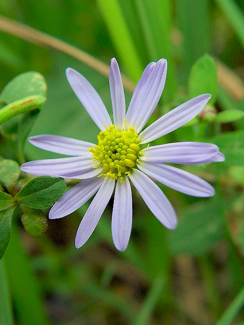 �@ �����i�@�Ԏp�@�@�����s�@��J��@�@Photo by Kohyuh�@2004/10/06