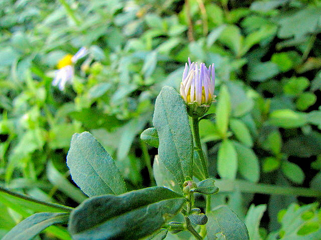 �C �����i�@�Q�p�@�����s�@�w����@Photo by Kohyuh�@2013/11/05