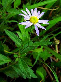 《ヨメナ》 写真はクリックで拡大する