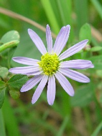 �s�����i�t�@�N���b�N�Ŋg�傷��